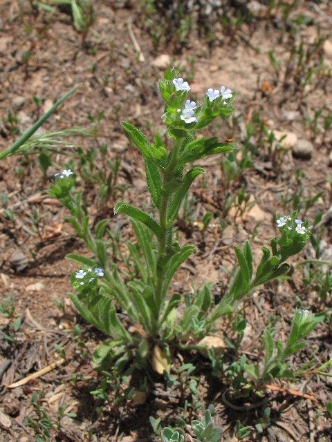 Lappula occidentalis